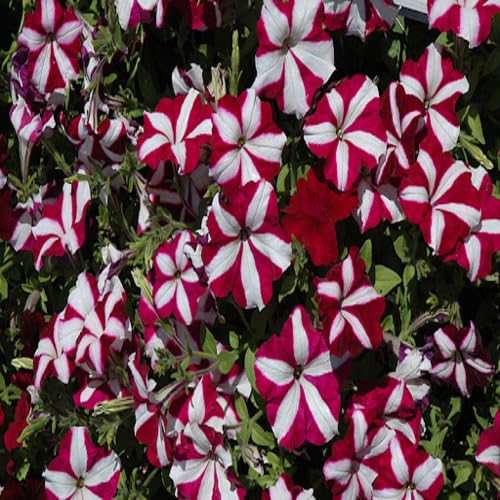 white petunia flower seeds