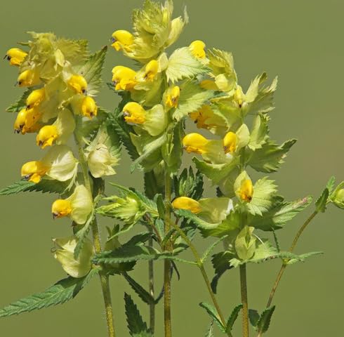 Yellow Rattle Flower Seeds Heirloom Non-GMO High Germination Organic Garden Seeds for Planting