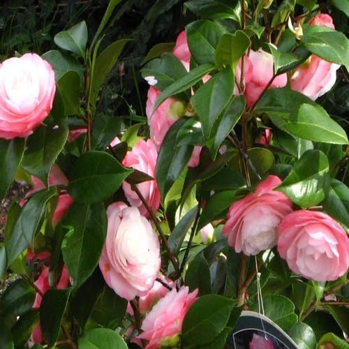 Semillas de Camelia Japónica Rosa – Cimientes, No-GMO, Alta Germinación, Semillas Orgánicas de Jardín para Plantar