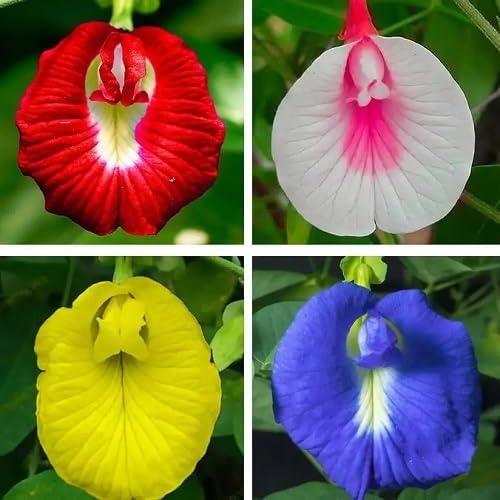 Mixed Aparajita Flowers Seeds – Heirloom, Non-GMO, High Germination Seeds