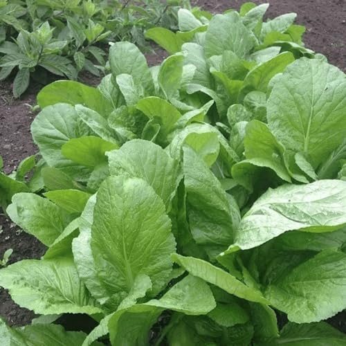 Green Mustard Seeds – Heirloom, Non-GMO, High Germination Organic Garden Seeds Planting