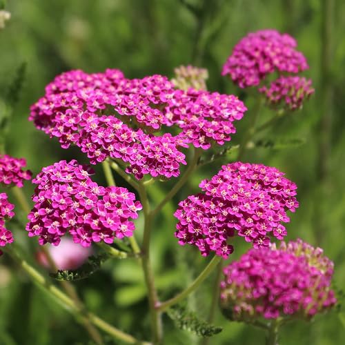 Pink Achillea Flower Seeds for Planting – Heirloom, Non-GMO, High Germination Organic Garden Seeds