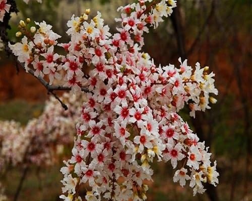 Xanthoceras Flower Seeds – Heirloom, Non-GMO, High Germination Organic Garden Seeds