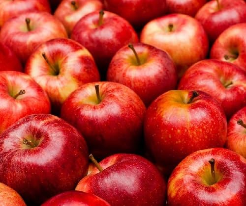 Apple Seeds Red – Heirloom, Non-GMO, High Germination Organic Garden Seeds