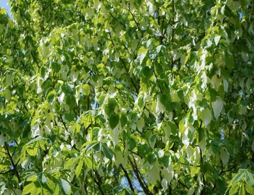greendavidiainvolucratatreeheirloomnongmo flower seeds