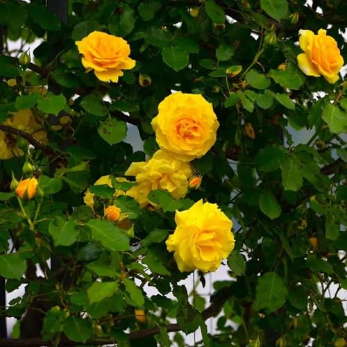 Yellow Climbing Rose Flower Seeds – Heirloom, Non-GMO, High Germination Seeds for Planting