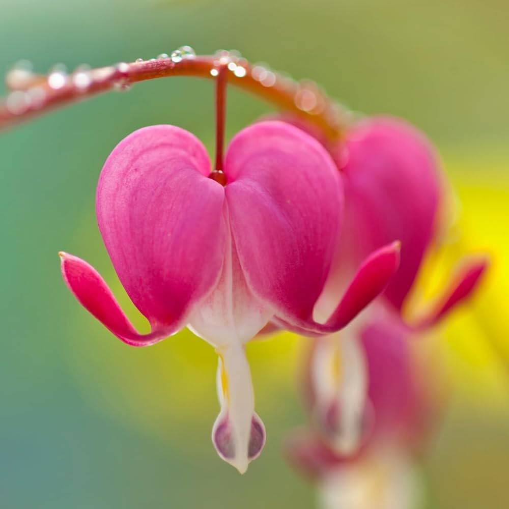 bleeding heart flower seeds