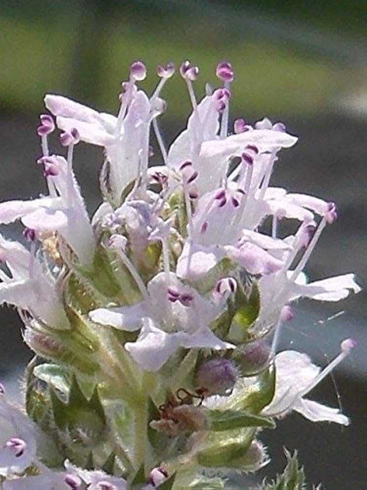 Perennial Thyme Flower Seeds – Heirloom, Non-GMO, High Germination Seeds