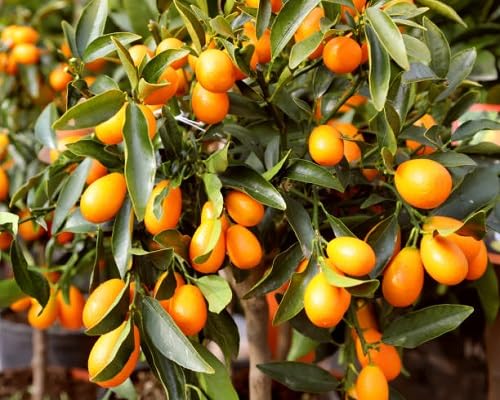Kumquat Seeds Orange – Heirloom, Non-GMO, High Germination Organic Garden Seeds