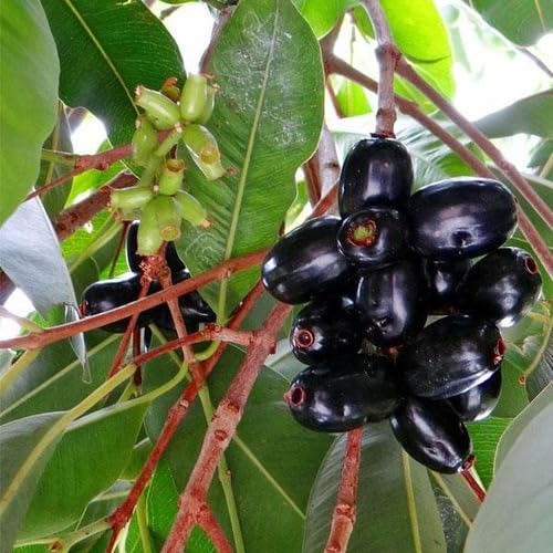 Black Jamun Fruit Seeds – Heirloom, Non-GMO, High Germination Organic Garden Seeds