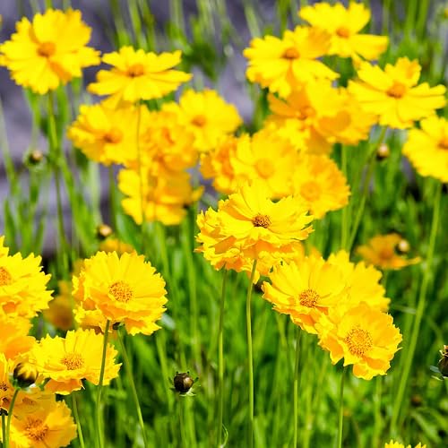Yellow Coreopsis Flower Seeds – Heirloom, Non-GMO, High Germination Organic Garden Seeds