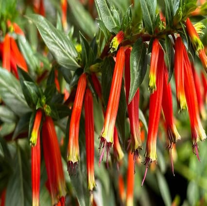 Red Cuphea Ignea Flower Seeds for Planting – Heirloom, Non-GMO, High Germination Organic Garden Seeds