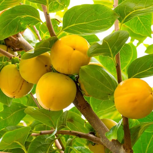 Yellow Permission Seeds – Heirloom, Non-GMO, High Germination Organic Garden Seeds