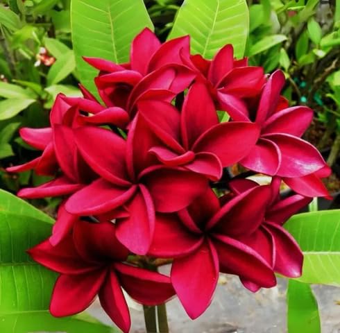 Red Plumeria Flower Seeds Heirloom Non-GMO High Germination Organic Garden Seeds