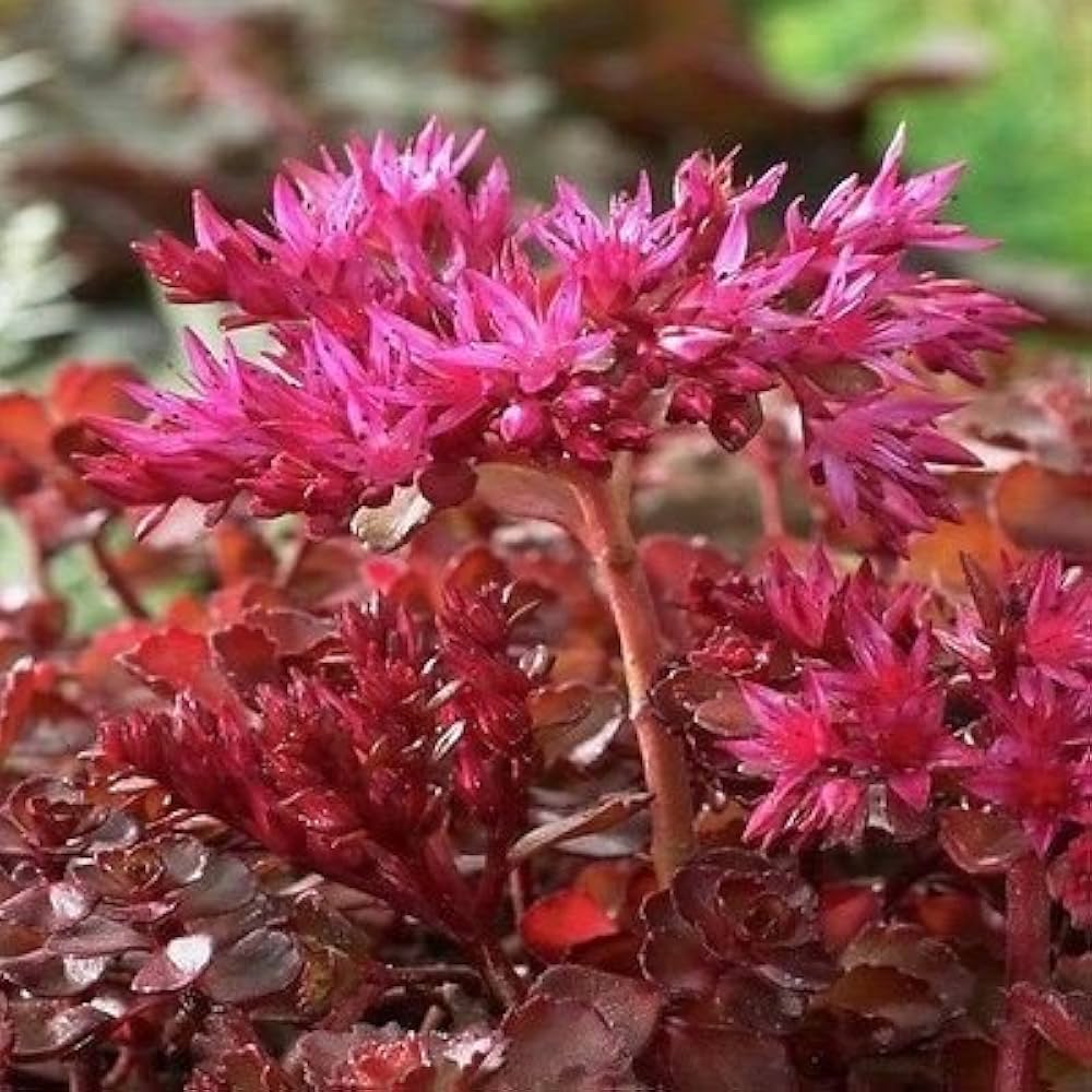 Spurium Coccineum herb seeds