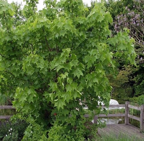 green kalopanax flower seeds