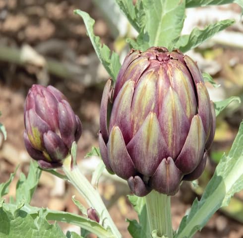 Purple Artichoke Seeds – Heirloom, Non-GMO, High Germination Organic Garden Seeds Planting