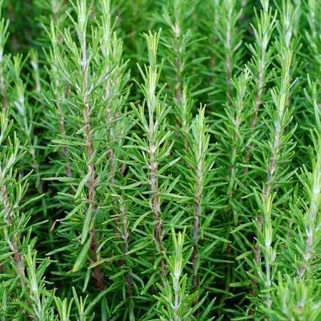 Green Rosemary Plant Seeds for Planting – Heirloom, Non-GMO, High Germination Organic Garden Seeds