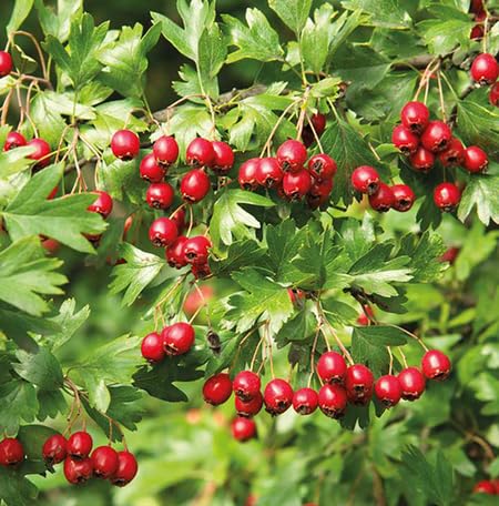 Red Hawthorn Seeds – Heirloom Non-GMO High Germination Organic Garden Seeds for Planting