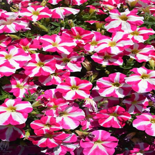 pink white flower seeds