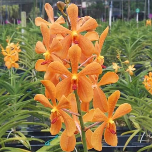 Orange Orchid Flower Seeds – Heirloom, Non-GMO, High Germination Seeds