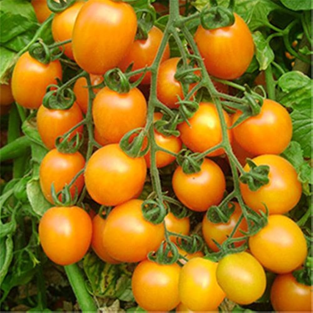 heirloom tomato flower seeds
