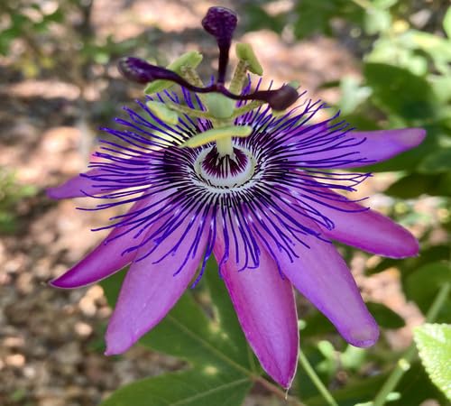 Purple Passion Flower Seeds Heirloom Non-GMO High Germination Organic Garden Seeds for Planting
