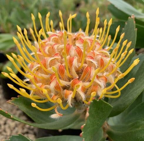 Yellow Protea Flower Seeds – Heirloom Non-GMO High Germination Organic Garden Seeds
