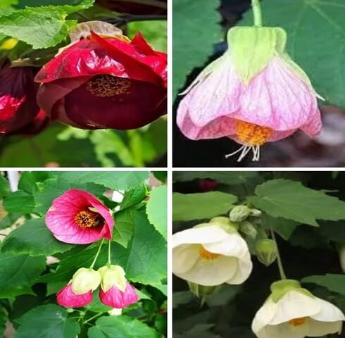 mixedflowerheirloomnongmo flower seeds