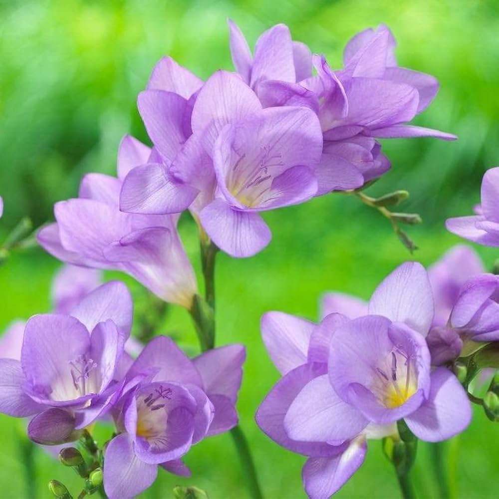 Light Purple Freesia Flower Seeds – Heirloom, Non-GMO, High Germination Seeds