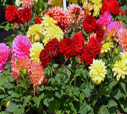 mixed chrysanthemum flower seeds