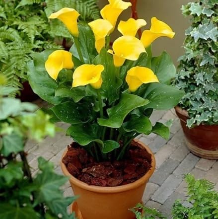 Yellow Zantedeschia Calla Lily Seeds for Planting | Heirloom Non-GMO Organic