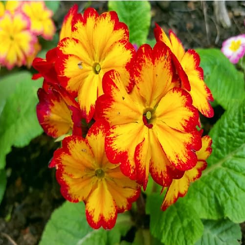 Red Yellow Primrose Flower Seeds – Heirloom, Non-GMO, High Germination Organic Seeds