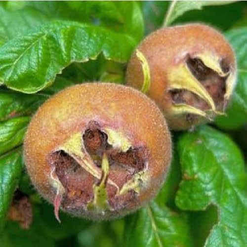 Braune Mispelsamen – Historisch, gentechnikfrei, keimstarke Bio-Gartensamen