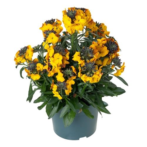 Yellow Goodenia Flower Seeds – Heirloom, Non-GMO, High Germination Seeds