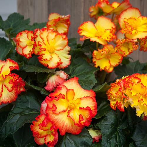 yellow red flower seeds