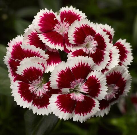 White Marron Dianthus Flower Seeds Heirloom Non-GMO High Germination Organic Garden Seeds