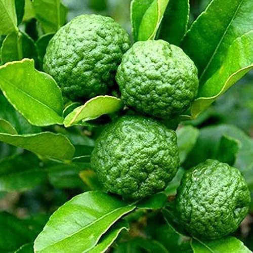 Thai Kaffir Lime Seeds for Planting – Heirloom Non-GMO High Germination Organic Garden Seeds Aromatic Citrus Leaves Seeds for Planting