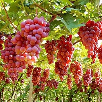 Ruby Roman Grape Fruit Seeds for Planting – Heirloom Non-GMO High Germination Organic Garden Seeds