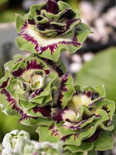 Primula Auricula Flower Seeds Green Purple Heirloom Non-GMO High Germination Organic Garden Seeds for Planting
