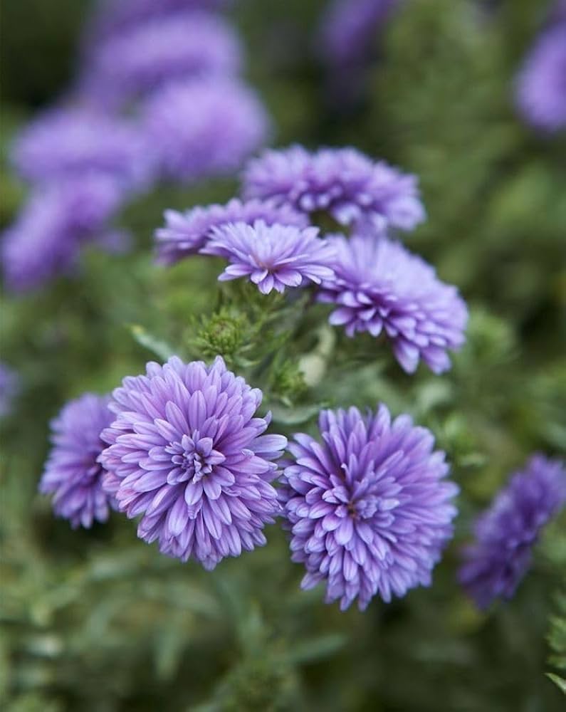 Semillas de flores de crisantemo morado para plantar – Herencia No-GMO Alta Germinación