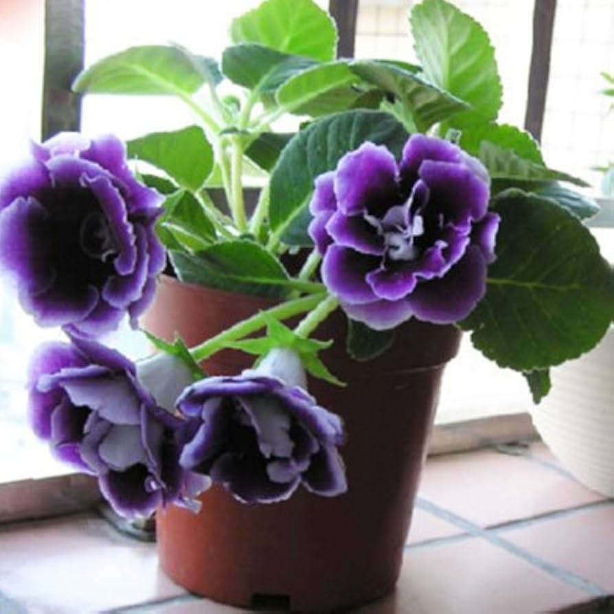 gloxinia flower flower seeds