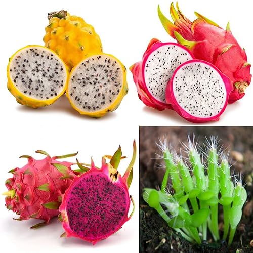 Mixed Dragon Fruit Seeds – Heirloom, Non-GMO, High Germination Organic Garden Seeds