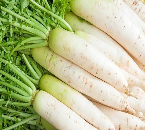 White Radish Seeds – Heirloom, Non-GMO, High Germination Organic Garden Seeds Planting