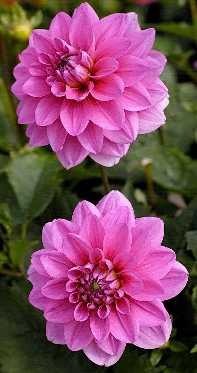 Pink Marigold Flower Seeds – Heirloom, Non-GMO, High Germination Seeds
