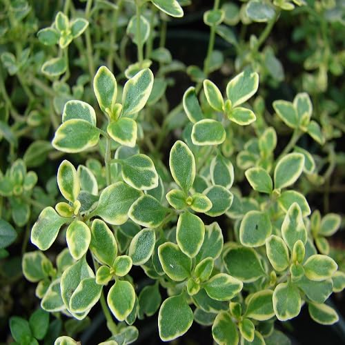 Green Lemon Thyme Plant Seeds Heirloom Non-GMO High Germination Organic Garden Seeds