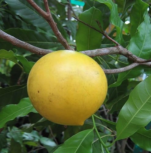 Abiu Seeds for Planting Heirloom Non-GMO High Germination Organic Garden Seeds
