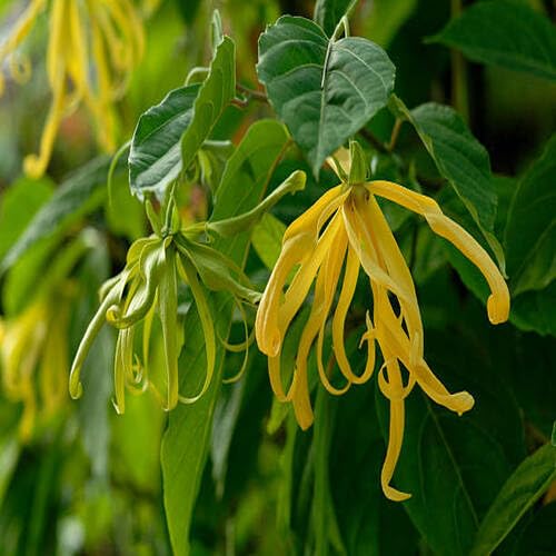 yellowylangflowerheirloomnongmo flower seeds