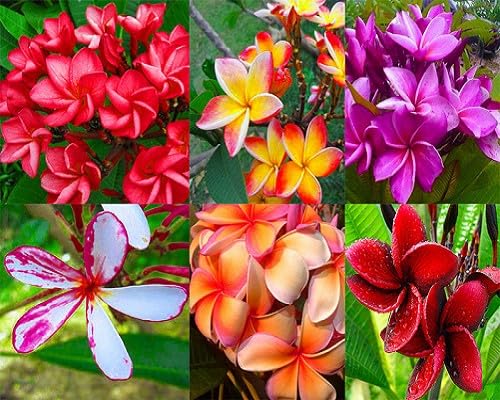 Plumeria Flower Seeds for Planting – Heirloom Non-GMO High Germination Organic Garden Seeds Seeds for Planting