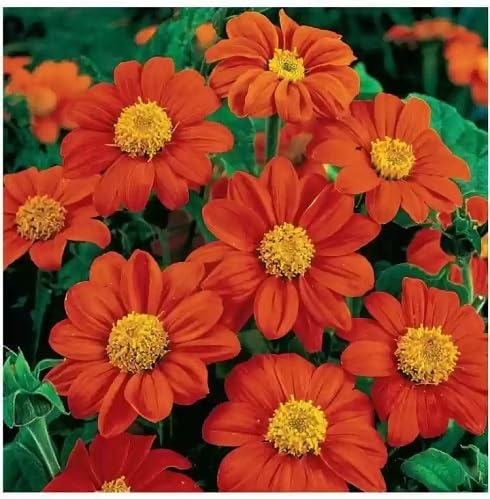 Tithonia Flower Seeds – Heirloom, Non-GMO, High Germination Organic Seeds